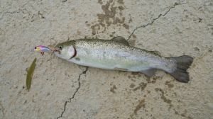 Tetra Works Kurakura  AHA0011 / Sardine