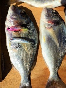 Tetra Works Yurameki  DSH0115 / Fish Jr.