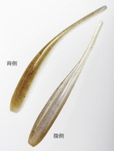 Keitech Shad Impact 2'' #412 Wakasagi