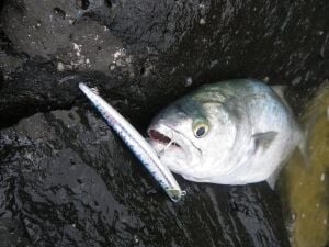 Duo Bay Ruf Manic 115 CCC0916 Lime Pearl Shad