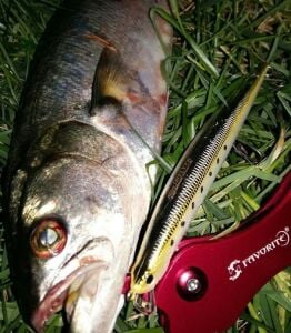 Duo Tide Minnow Slim Flyer 140 CQN0969 Candy UV Silver
