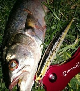 Duo Tide Minnow Slim Flyer 140 AFA0116 Lance Queen