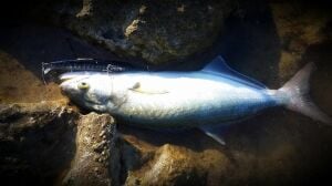Duo Tide Minnow Slim Flyer 175 CXA1017 Shining Sardine