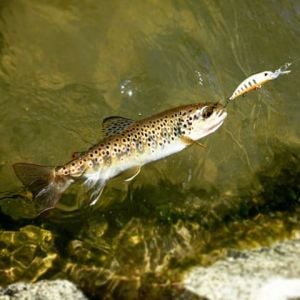 Spearhead Ryuki 50MDF  MCC4036 / Rainbow Trout