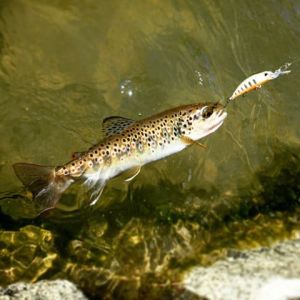 Spearhead Ryuki 50MDF  ASI4044 / Full Chart Yamame