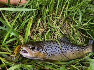 Spearhead Ryuki 50S  MCC4036 / Rainbow Trout