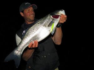 Terrif DC- 9 Bullet CEA0737 Lime Head Clear Gigo