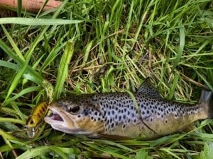 Spearhead Ryuki 50S  ADA4071 / Orange Purple Back RB