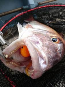 COH Kabura Slider Tai Rubber Jig 15gr. KM