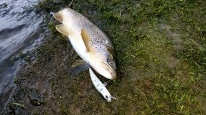 Spearhead Ryuki 70F ADA3058 / Prism Gill